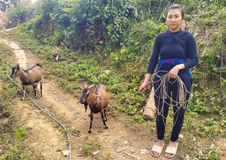The distribution of agricultural inputs and livestock in Ban Ngo e Nam Dan is completed