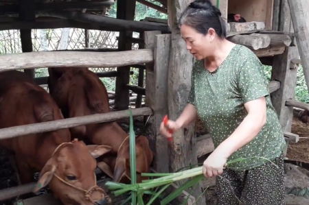 Voices from the Agrifam project