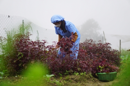 School gardens: in community against malnutrition